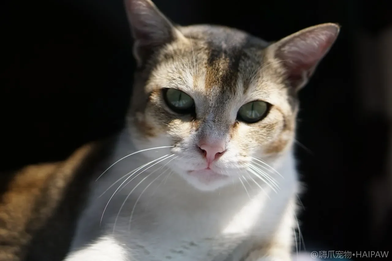 猫尿不出来有多危险？从血尿到尿道阻塞的FLUTD全攻略：早期信号识别与急诊判断标准