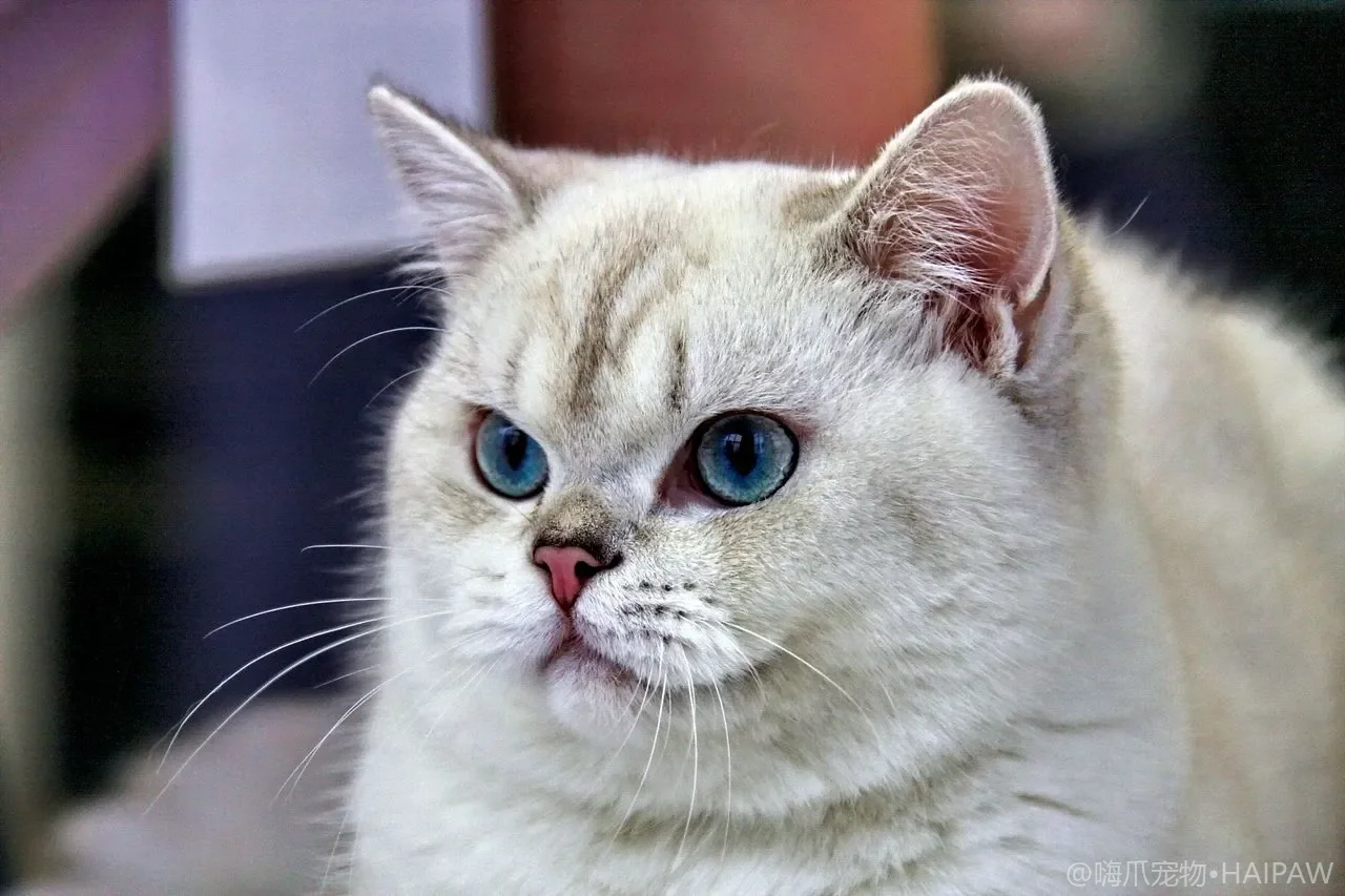 猫咪瞳孔突然放大或缩成一条线是在表达什么?从瞳孔变化读懂猫的情绪与警觉 猫咪瞳孔突然放大或缩成一条线是在表达什么?从瞳孔变化读懂猫的情绪与警觉
