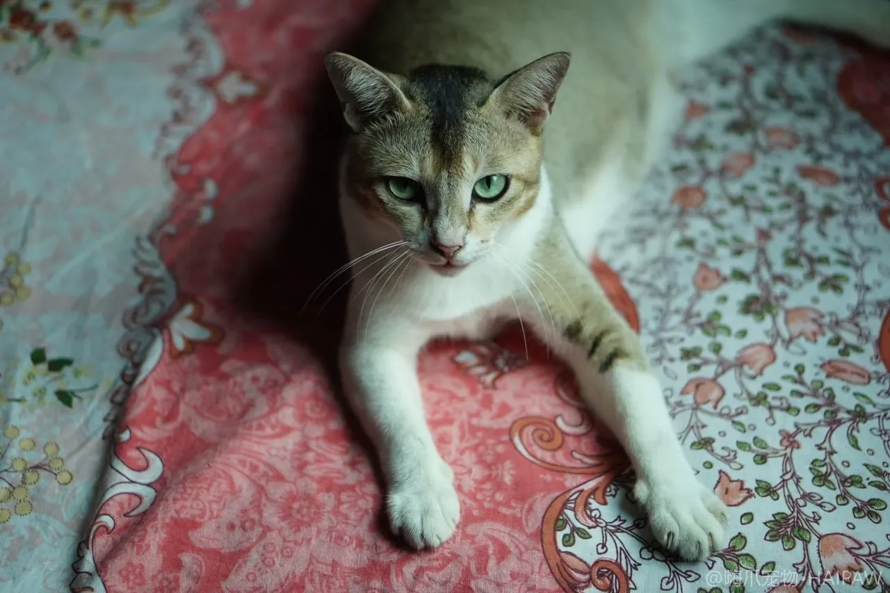 猫咪为什么会对人哈气低吼？从防御姿态看懂猫炸毛背后的恐惧与边界