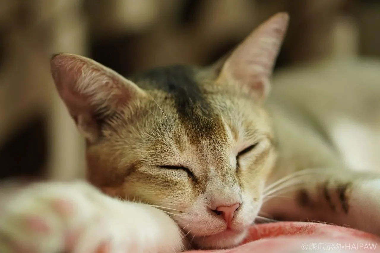 猫咪为什么喜欢用爪子拨水玩？从玩水行为看懂猫对流动水的本能与偏好及应对办法