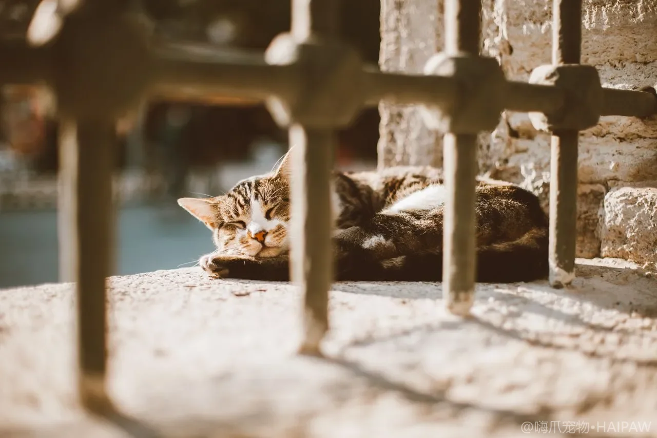 猫咪半夜突然嚎叫是在表达什么？从夜叫行为看发情焦虑与认知障碍的区分