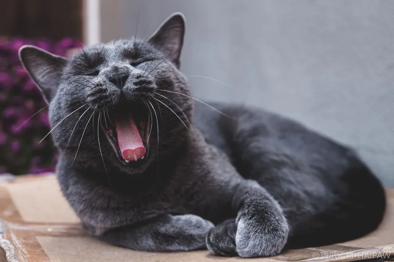 猫咪抱住手臂啃咬还用后腿猛蹬是什么意思？从捕猎动作看兔子踢的由来与制止办法