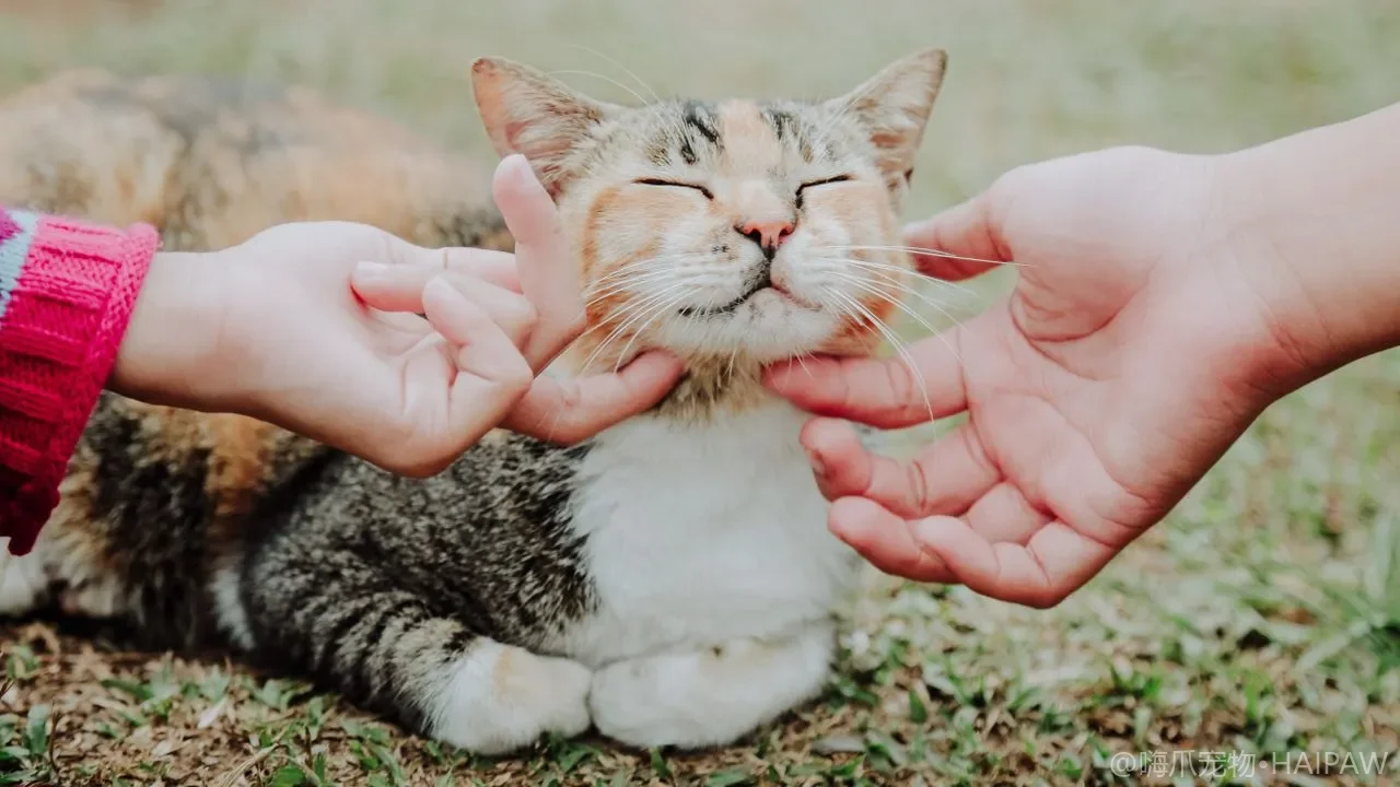 猫咪为什么总爱啃你养的花草绿植？从食草本能看啃咬植物行为与安全替代方案