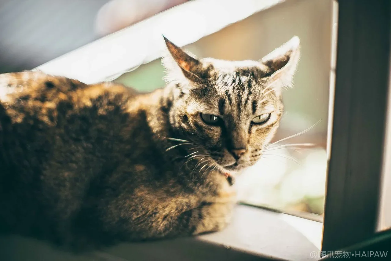 猫咪突然不理你躲在角落是在记仇吗？从冷处理行为看猫的情绪记忆与信任修复