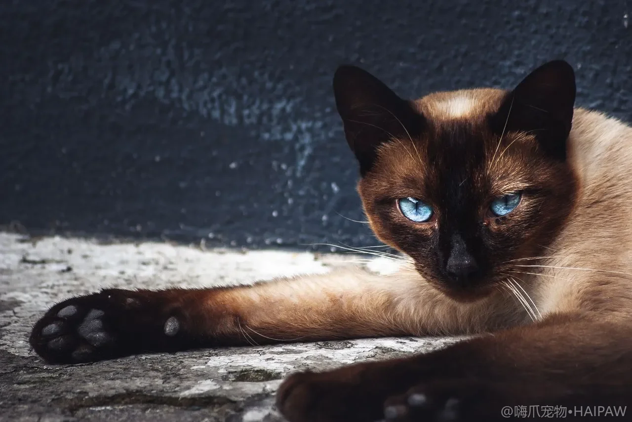 猫咪半夜跑酷还喵喵叫怎么办?夜行习性精力释放与作息矫正的实用方法 猫咪半夜跑酷还喵喵叫怎么办?夜行习性精力释放与作息矫正的实用方法