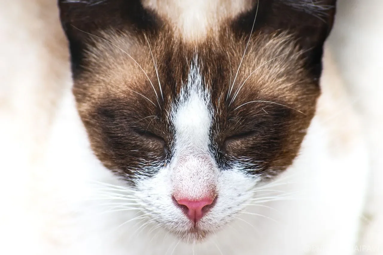 老猫瘦成刀背还特别能吃能叫?猫甲亢早期信号、检查与终身管理 老猫瘦成刀背还特别能吃能叫?猫甲亢早期信号、检查与终身管理