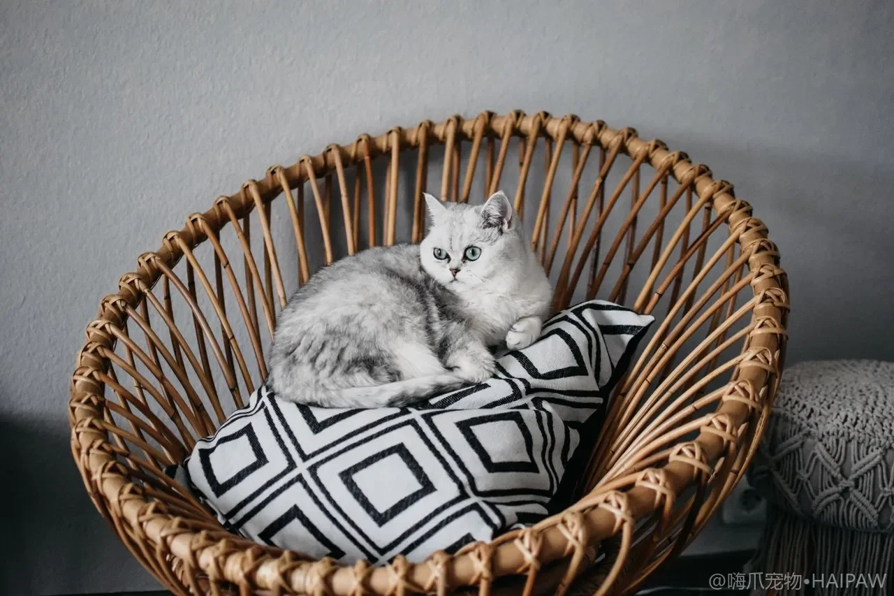 猫为什么总用头蹭你又蹭家具？气味标记行为与背后含义