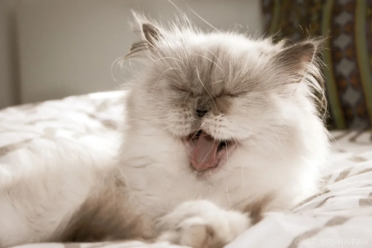 猫为什么总在你吃饭时跳上桌？讨食行为的成因与温和纠正的实用思路