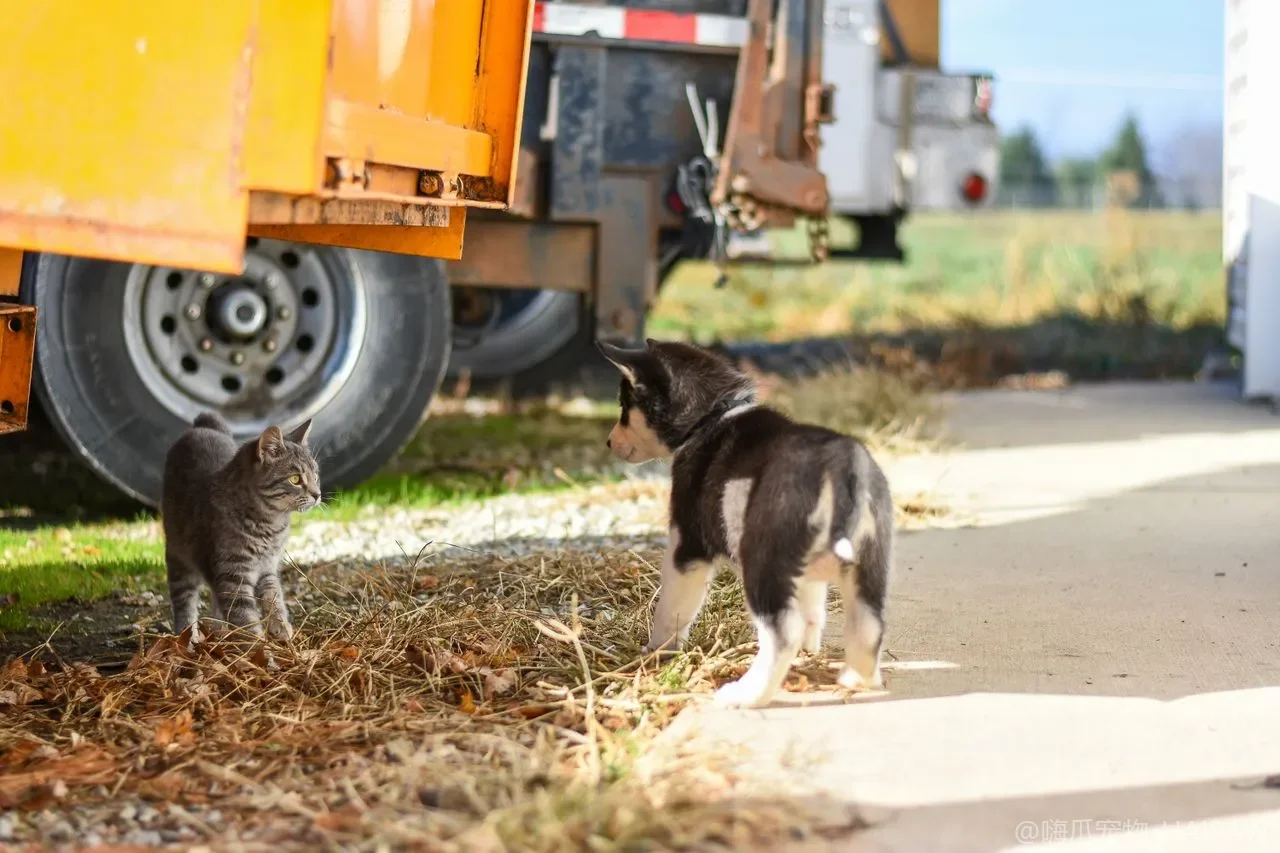 猫为什么总爱把桌上的东西推下地？解读推杯打碗背后的好奇心与领地焦虑