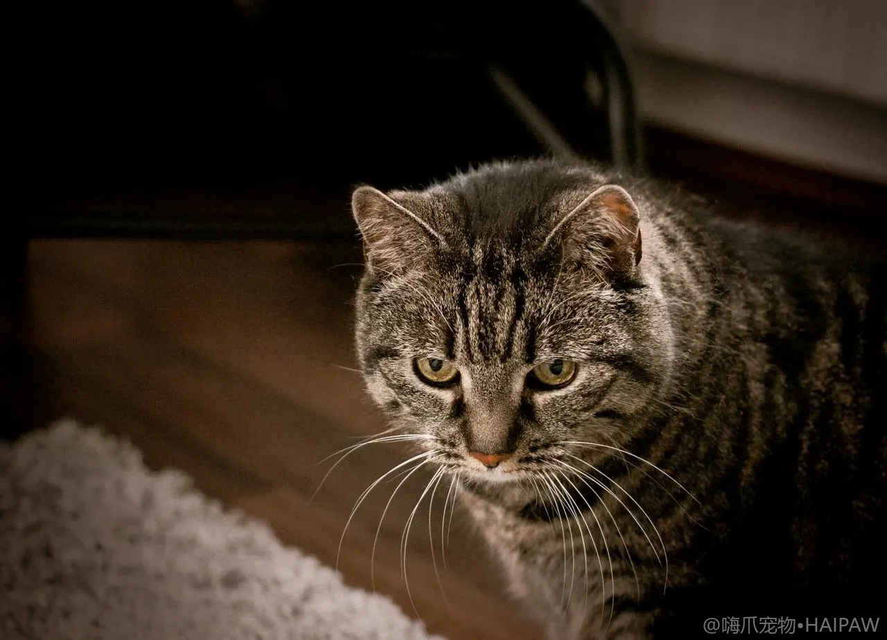 为什么你一起身猫就占了你的位置？从体温残留到社交距离的占座心理解析