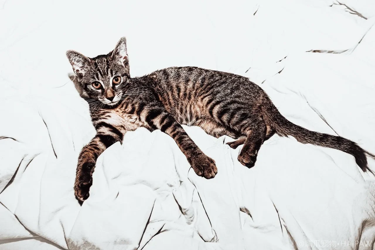 猫为什么在你腿上踩奶？节律踩踏行为背后的依恋与舒适信号