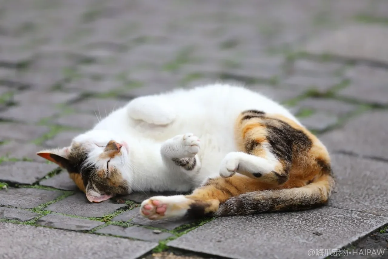 猫为什么总把东西叼到你面前？从祖先教学本能看叼猎物与玩具背后的四种动机