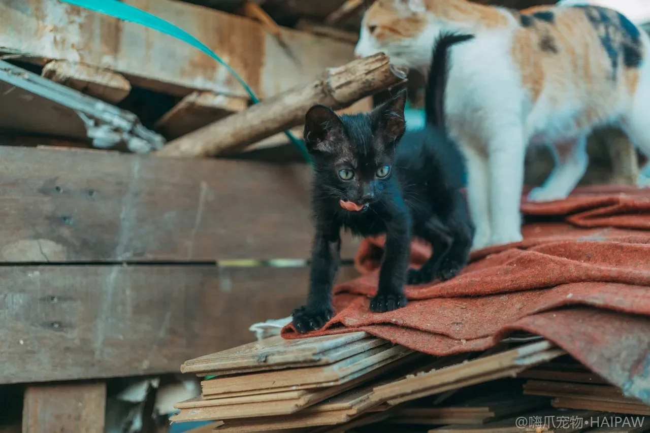 猫咪对着门喷尿是恨你吗？尿标记动机解读与绝育后仍喷射的干预