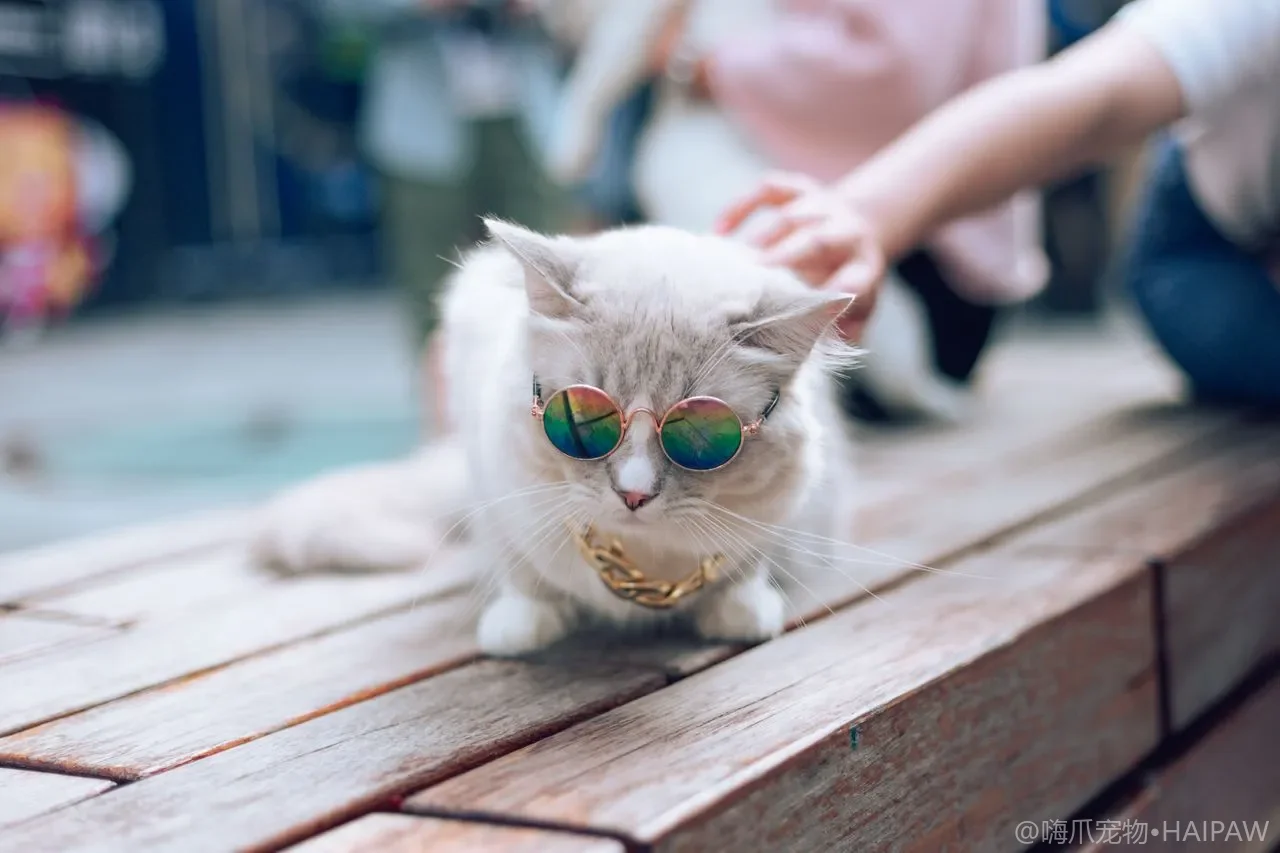 猫咪睡觉打鼾是正常现象吗？从睡姿呼吸道与品种特征判断猫鼾声是否健康