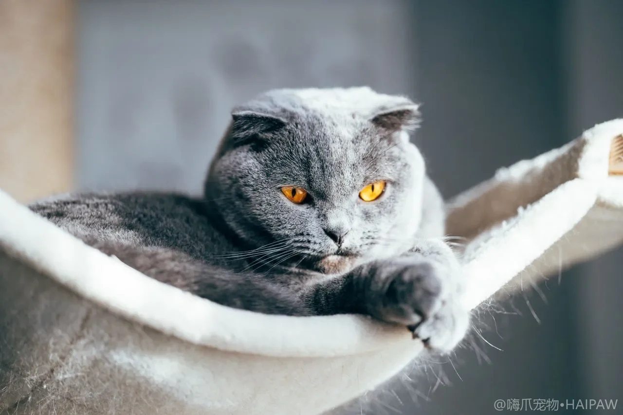 猫咪喜欢晒太阳是怎么回事？从日光浴看猫的取暖行为与适度暴晒防护