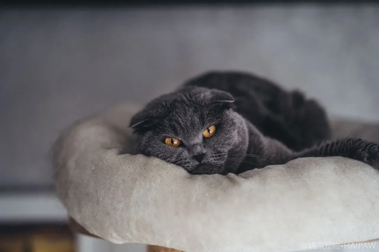猫抓板多久换一次怎么清洁？从材质损耗到猫砂碎屑看抓板养护与更换信号的完整清单