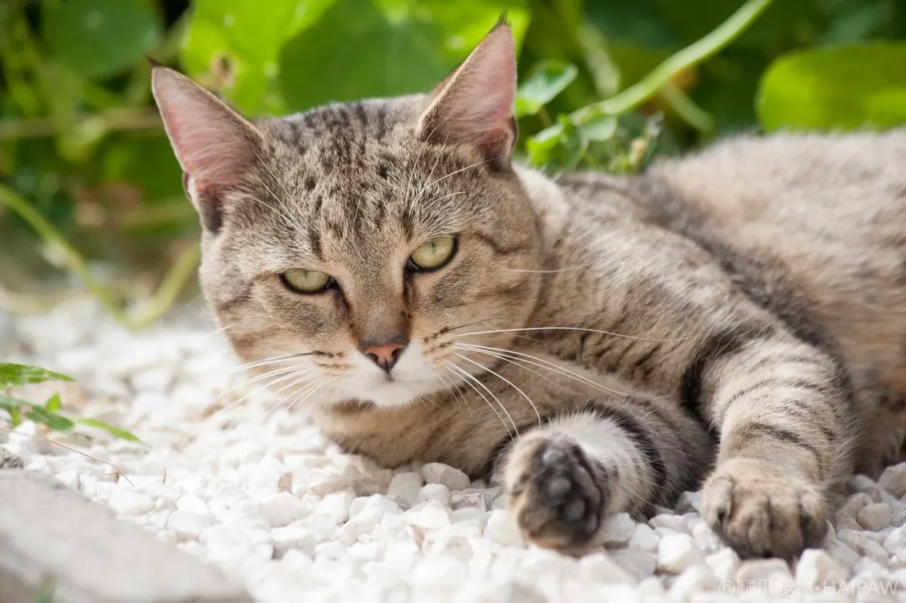 猫窝和睡垫多久该洗一次？从材质差异到晾晒除螨看猫咪寝具清洁的节奏与避坑要点