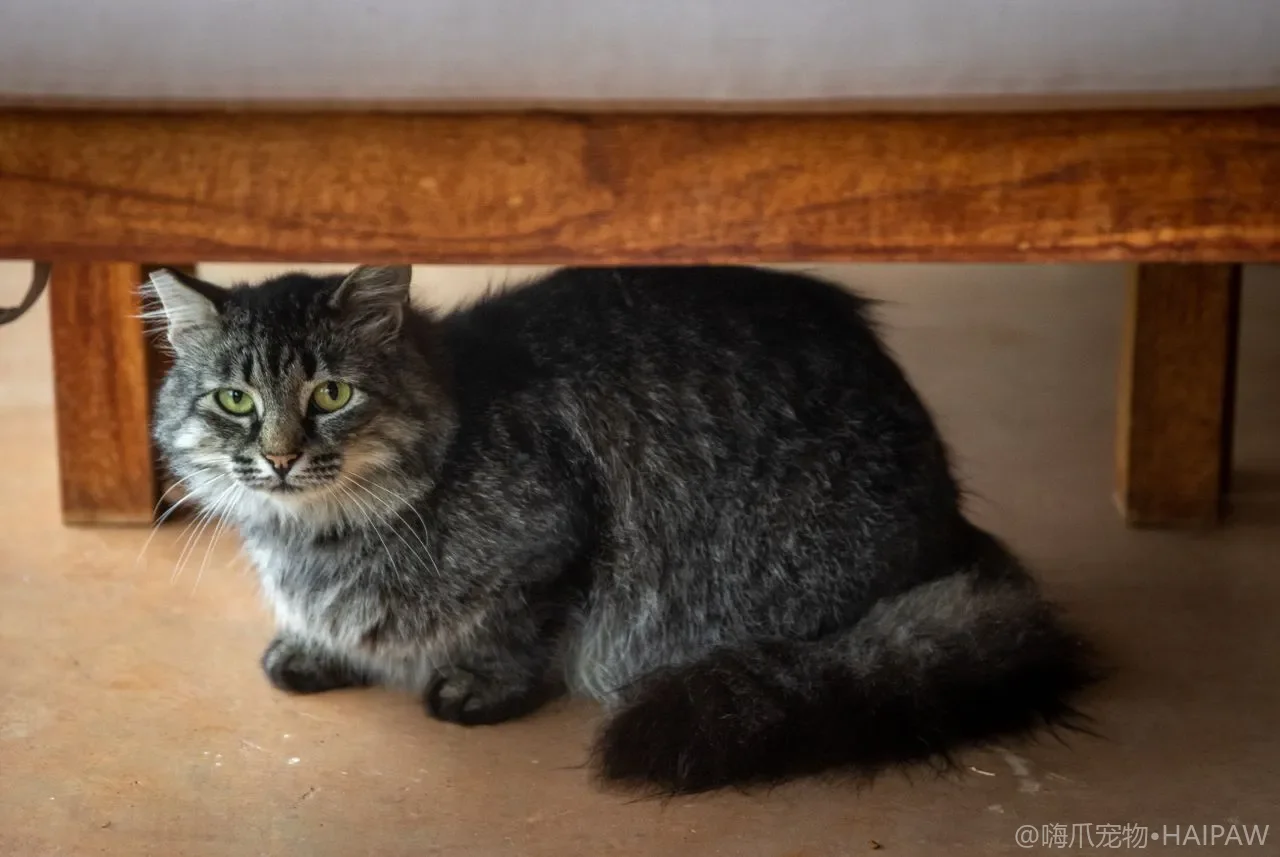 猫咪脸上总是有褐色泪痕怎么清理？从泪液成分看泪痕成因与日常管理方法