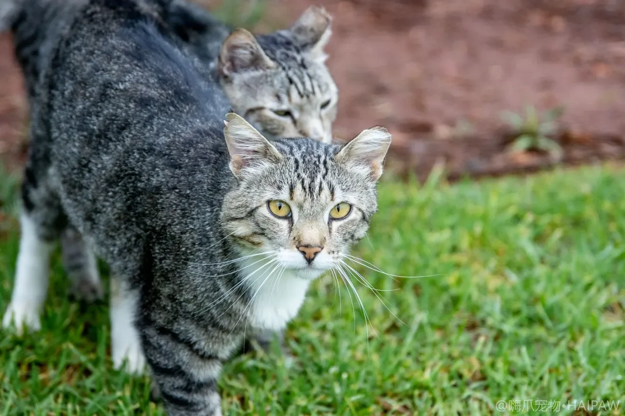 猫咪指甲多长时间需要剪一次？从生长速度到劈裂预防看科学修剪频率与操作要点