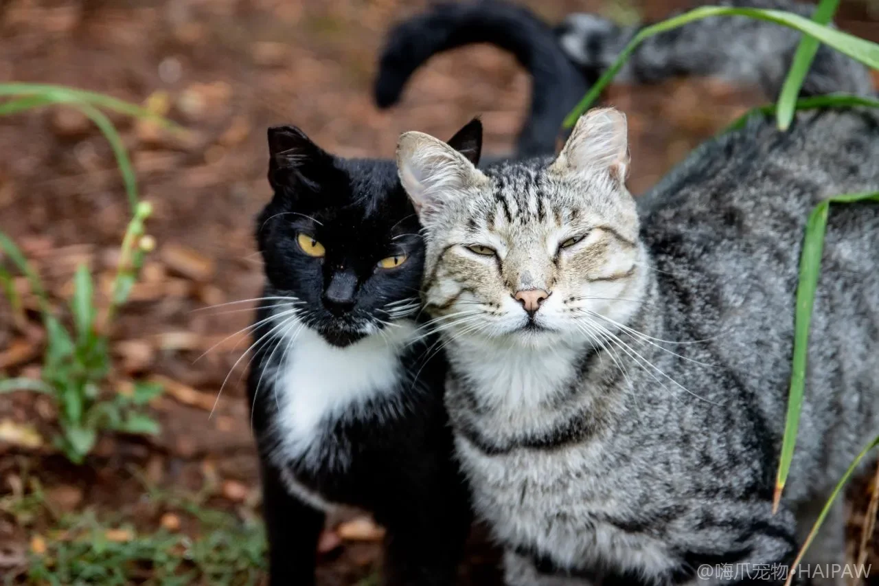 家里要装修施工期间猫该怎么安置？从粉尘噪音到甲醛残留的全阶段防护安排