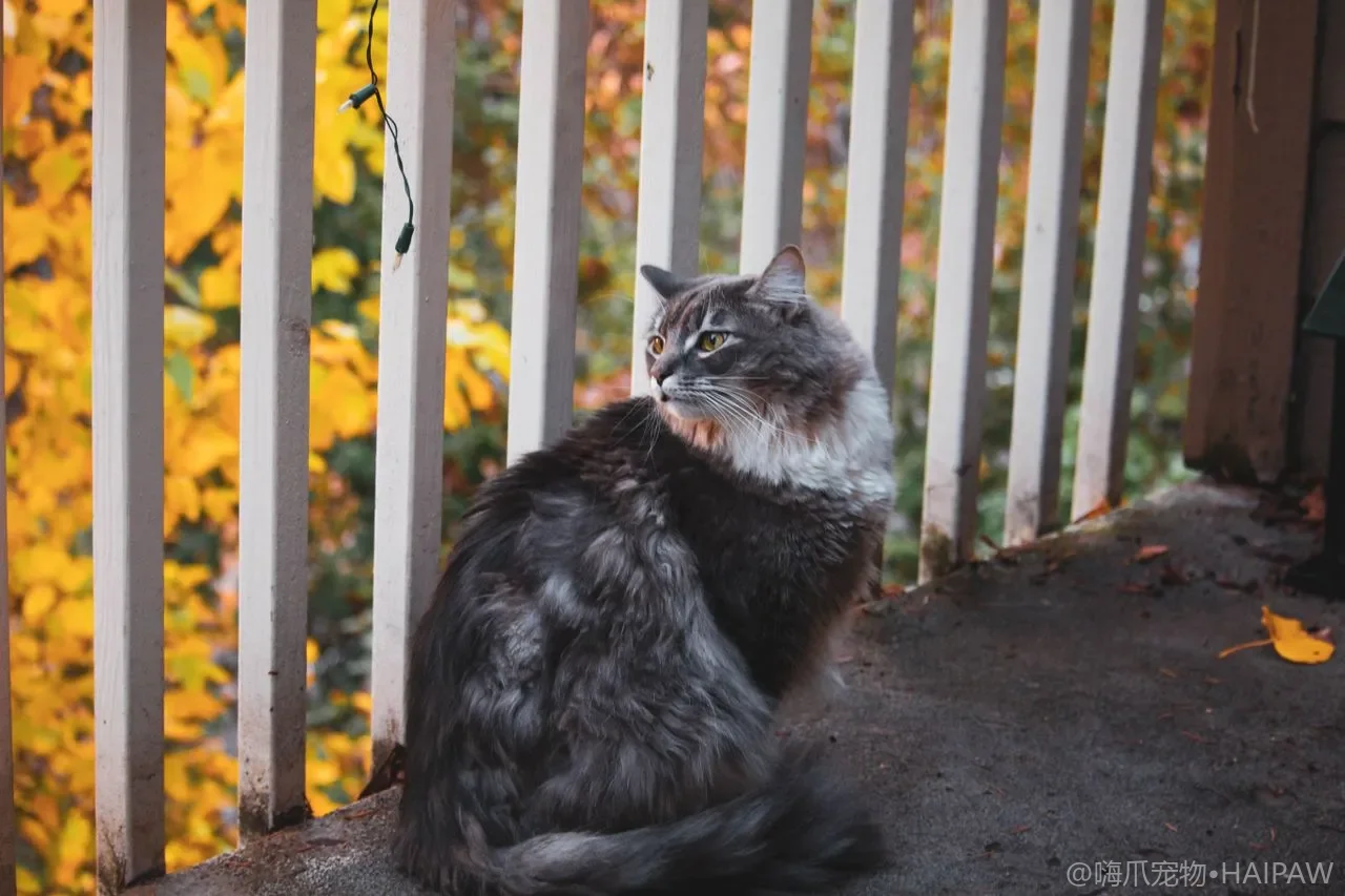 猫咪的耳朵平时需要定期清理吗？从耳道自洁机制看日常护理频率与安全操作手法