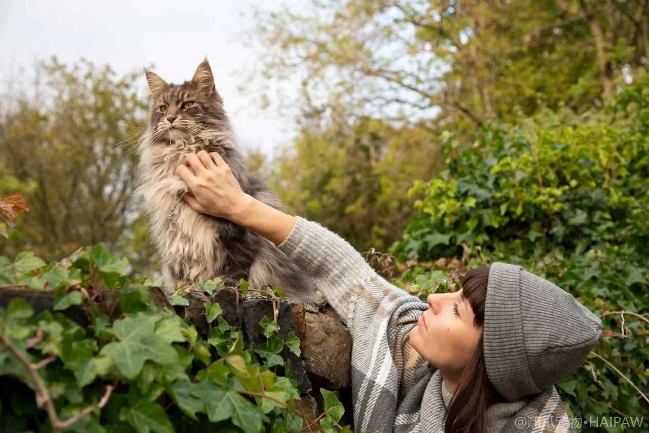给猫刷牙真的有必要吗？正确步骤与抗拒猫的渐进训练法