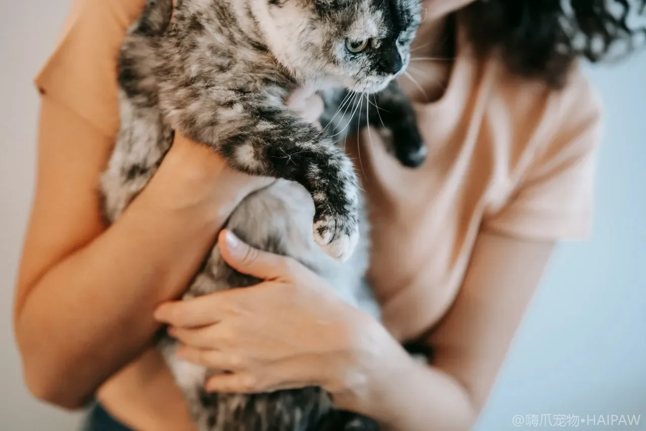 猫脚垫干裂起皮怎么护理？肉垫保湿保护与居家保养的实用方法