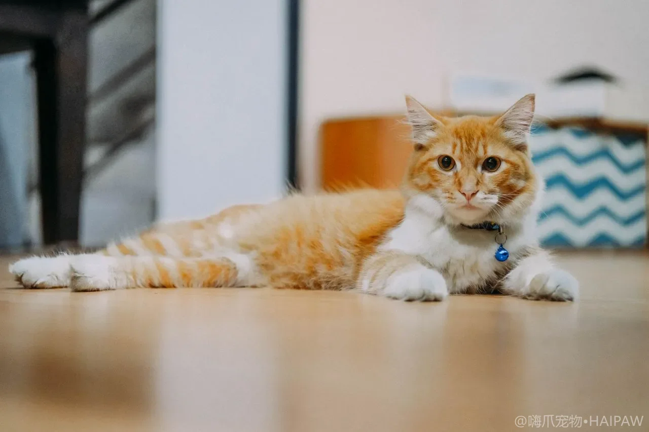 猫剪指甲总是人仰马翻？从指甲结构认识到保定技巧的完整修剪指南