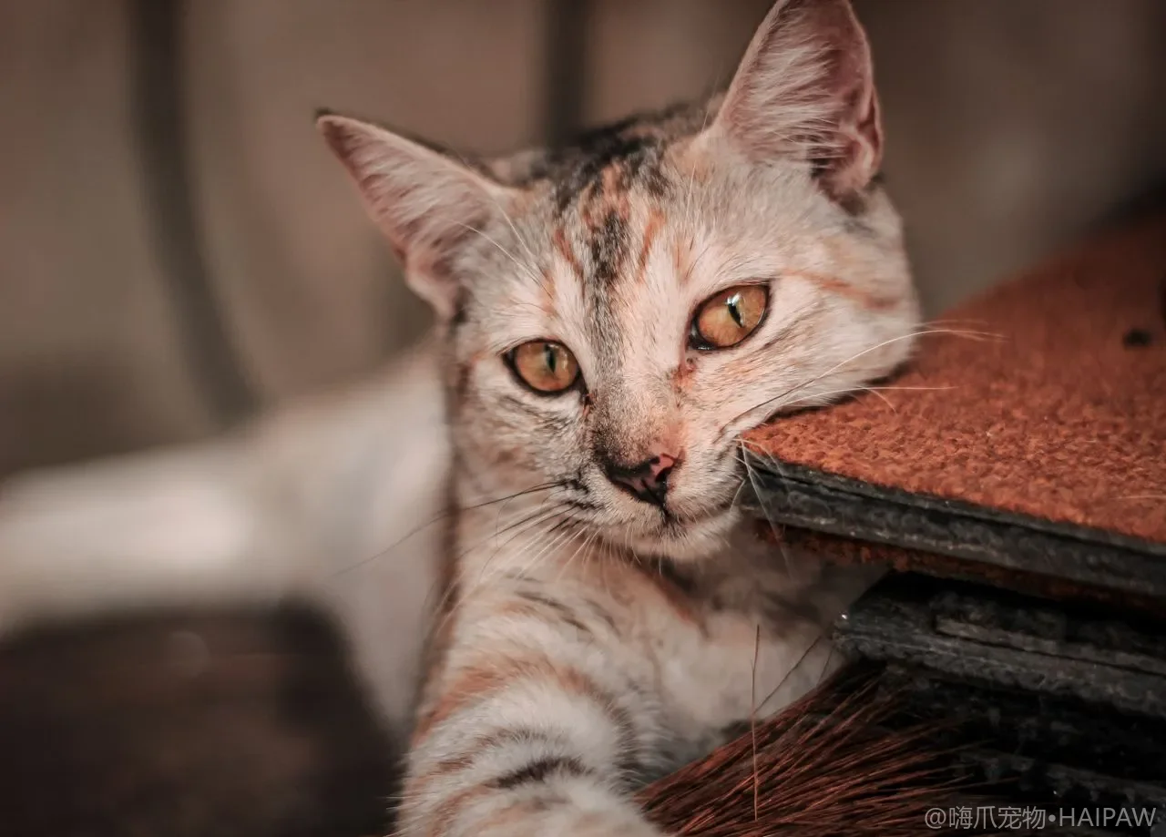 在家怎么给猫定期称重？体重曲线监测与异常波动的早期意义