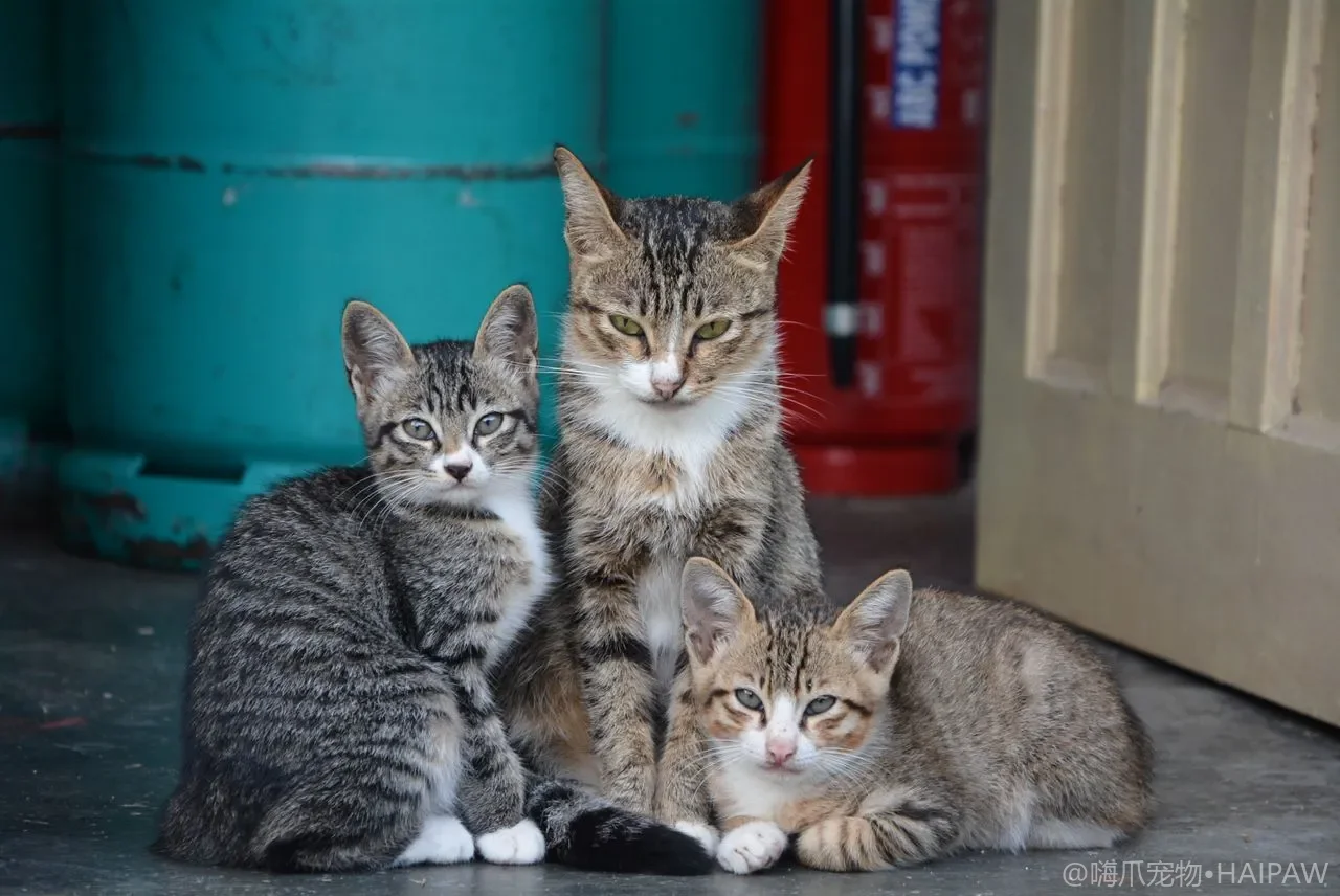 猫也需要刷牙吗？从牙结石到牙周病的口腔健康全指南与渐进式刷牙训练