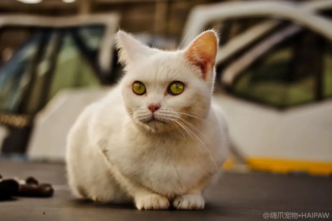 猫砂盆里一股刺鼻氨味是怎么回事？氨气对猫呼吸道的危害与日常降氨除味方法