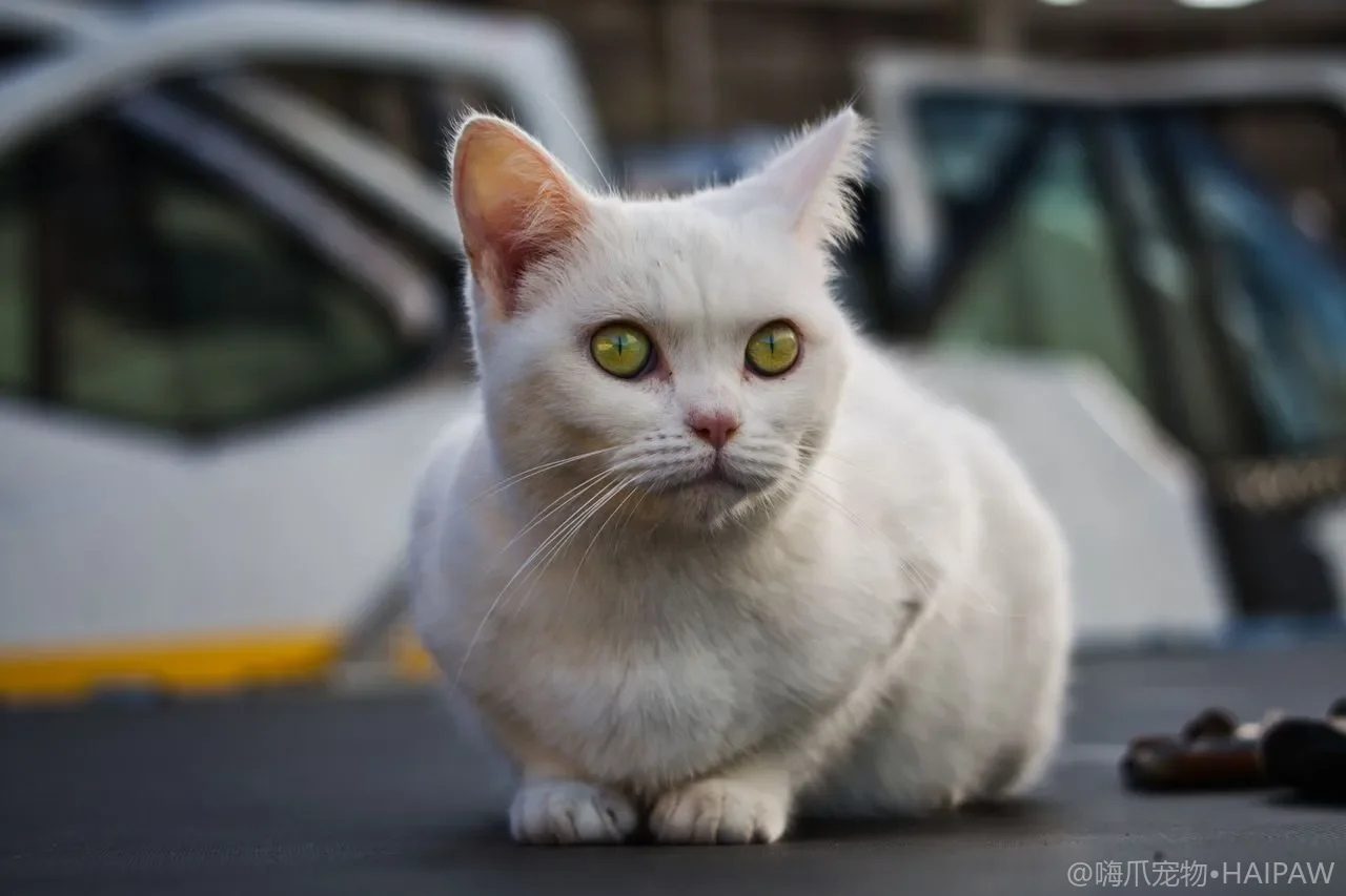 猫砂盆里一股刺鼻氨味是怎么回事？氨气对猫呼吸道的危害与日常降氨除味方法