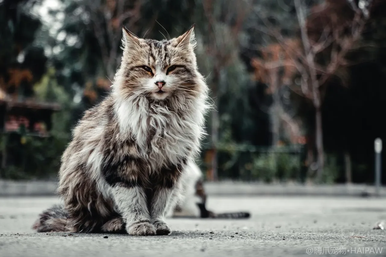 猫咪体重一个月涨半斤?居家称重曲线、体况评分与防胖管理日历 猫咪体重一个月涨半斤?居家称重曲线、体况评分与防胖管理日历