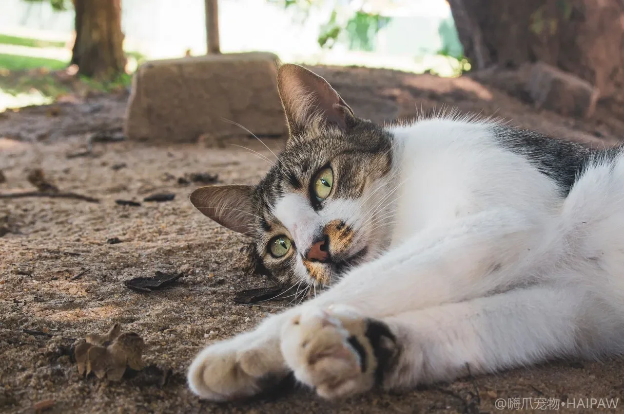 猫咪便便太臭是怎么回事？从猫砂盆粪便气味判断消化健康与饮食调整