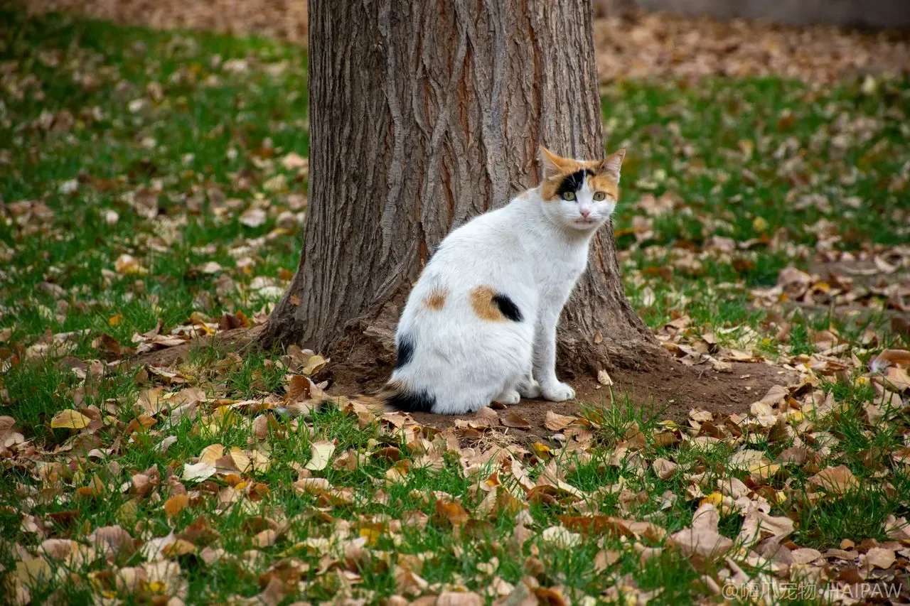 用过的猫砂到底能不能倒进马桶？从不同猫砂的处理方式看废弃猫砂的正确丢法与风险