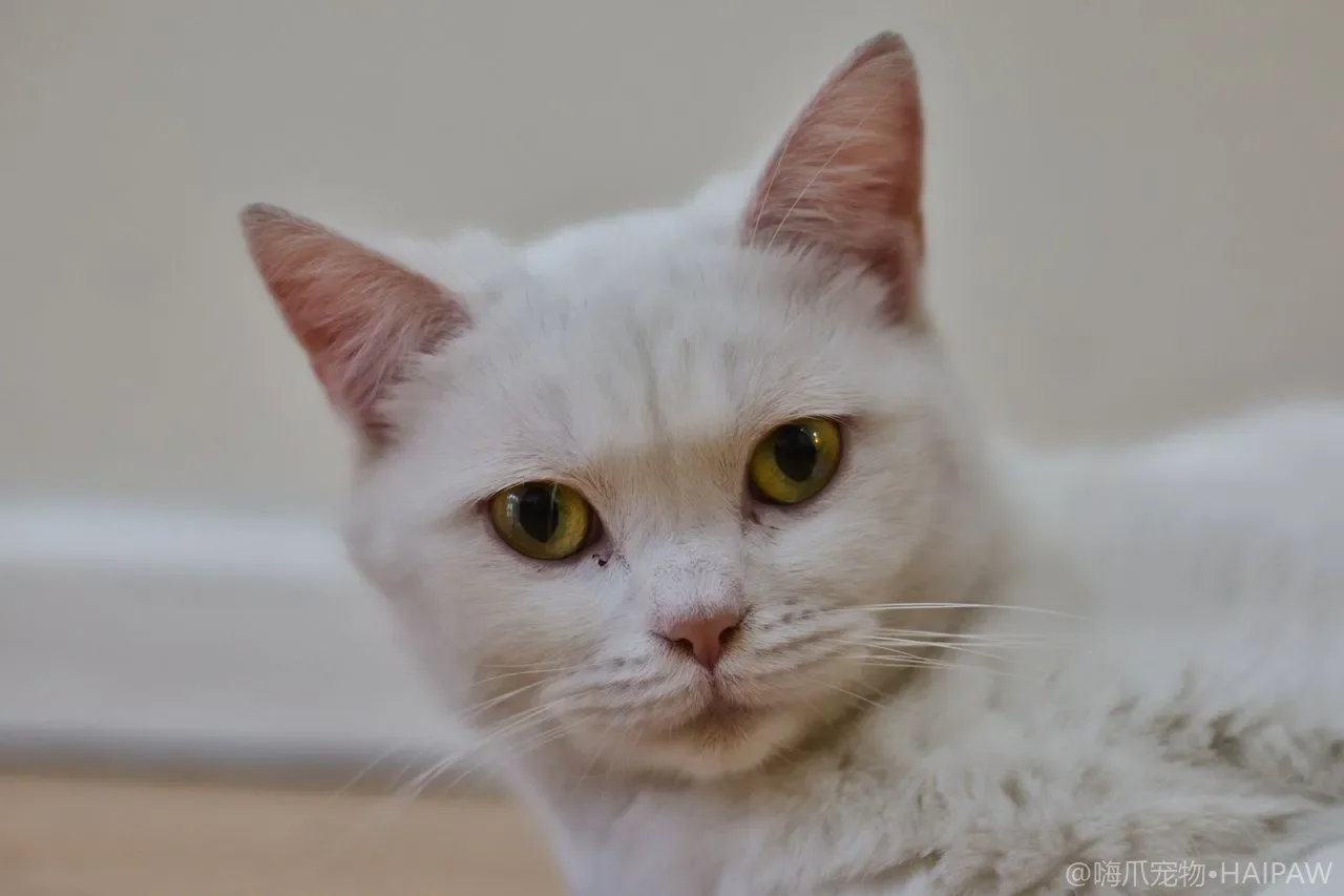 猫在猫砂盆里待太久或太短是怎么回事？从如厕时长异常看泌尿与排便的健康信号