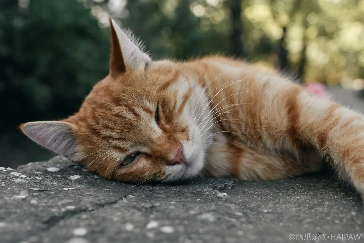 猫咪换新猫砂后不愿意用了怎么办？从气味触感差异看猫砂过渡的正确方法