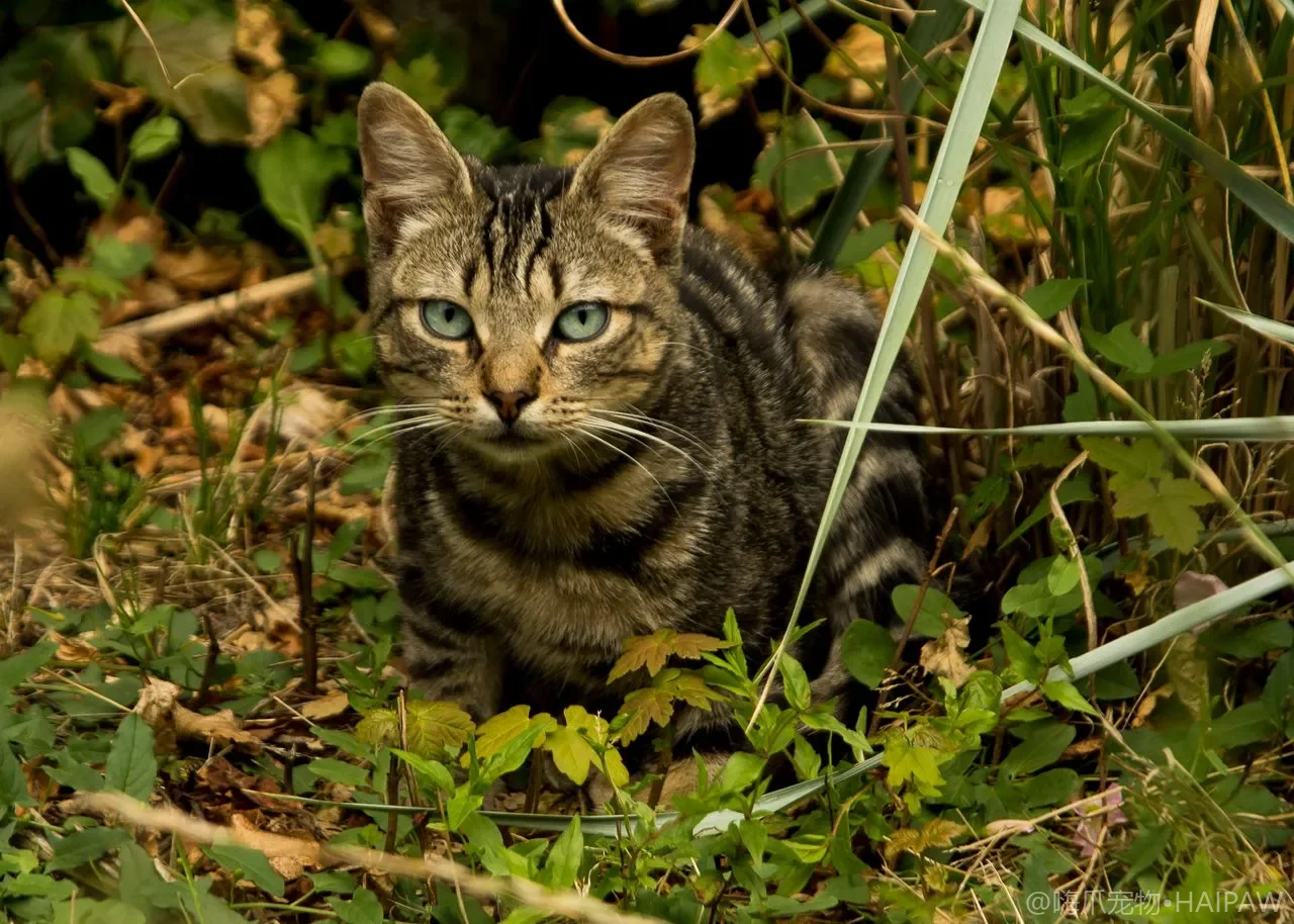 家里有孕妇还能继续养猫铲屎吗？弓形虫的真实传播路径与猫砂盆操作规范