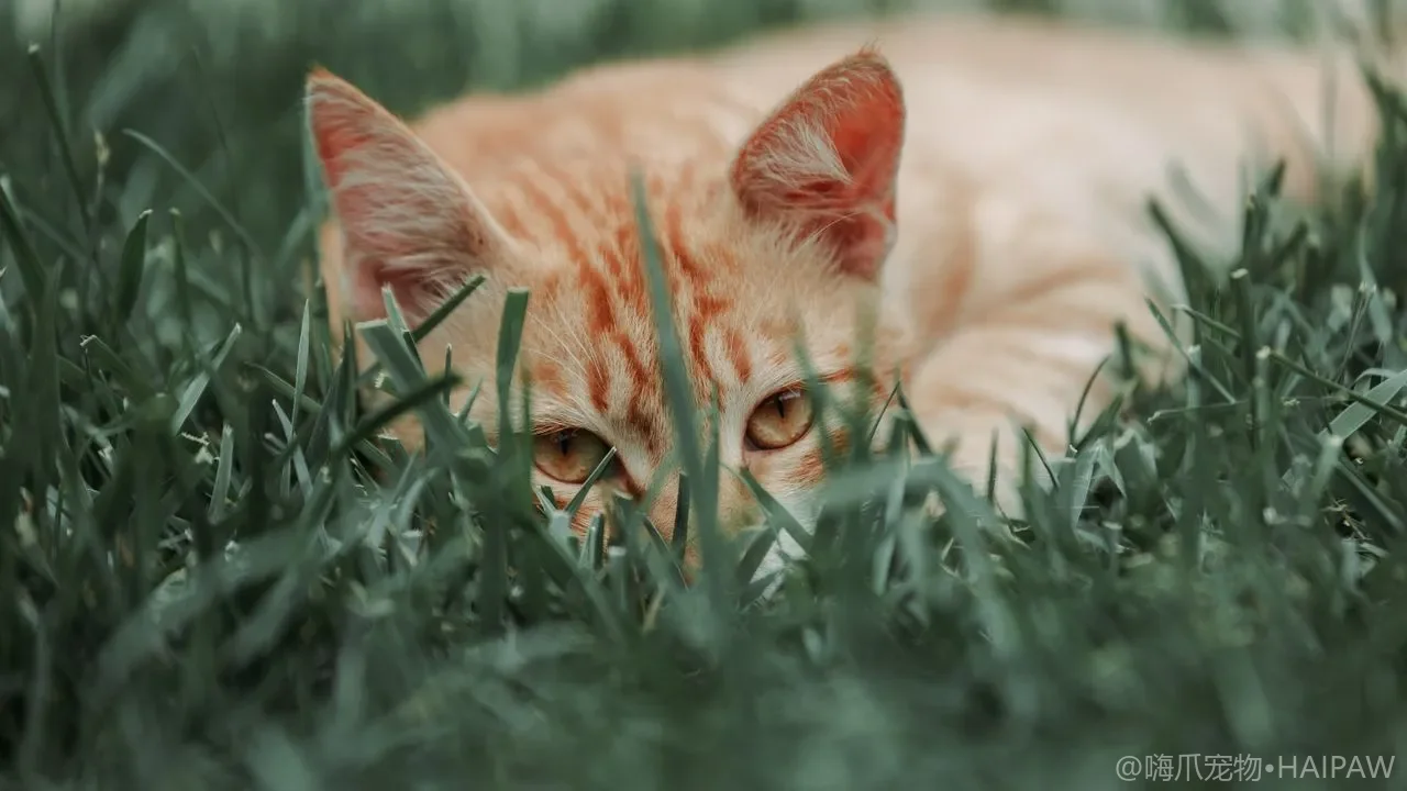 猫为什么专挑床和沙发尿尿？从材质气味到情绪压力看定点乱尿的成因与纠正步骤