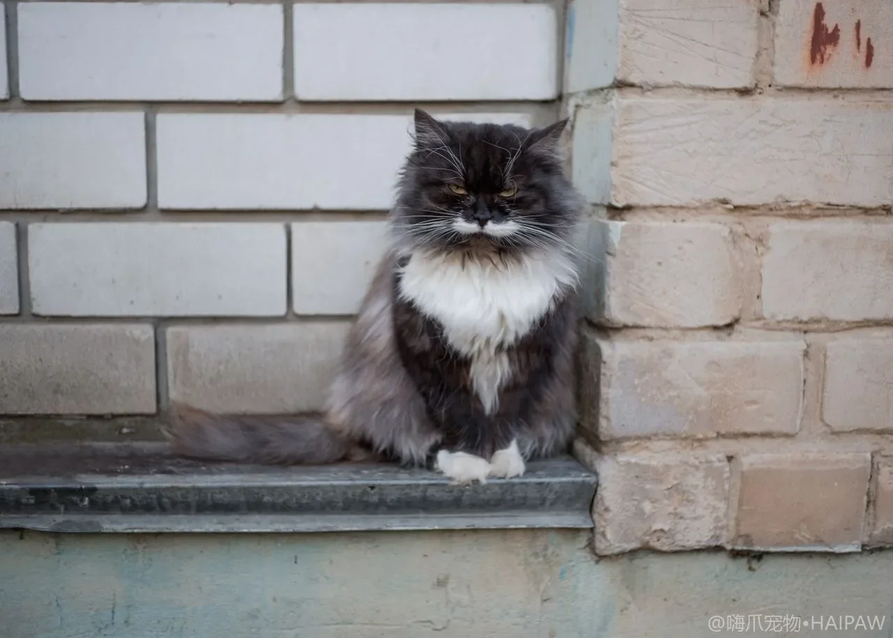 猫砂盆放哪里它才肯用？数量摆位与多猫动线的避坑摆放指南