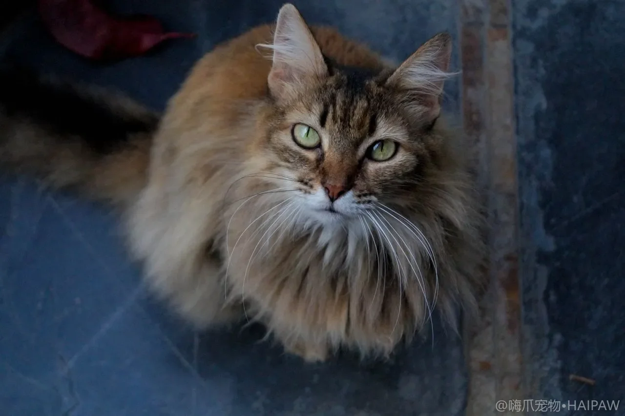 猫砂盆里铺多层不同猫砂真的有用吗？从分层铺砂原理看清洁效率与猫接受度的对比
