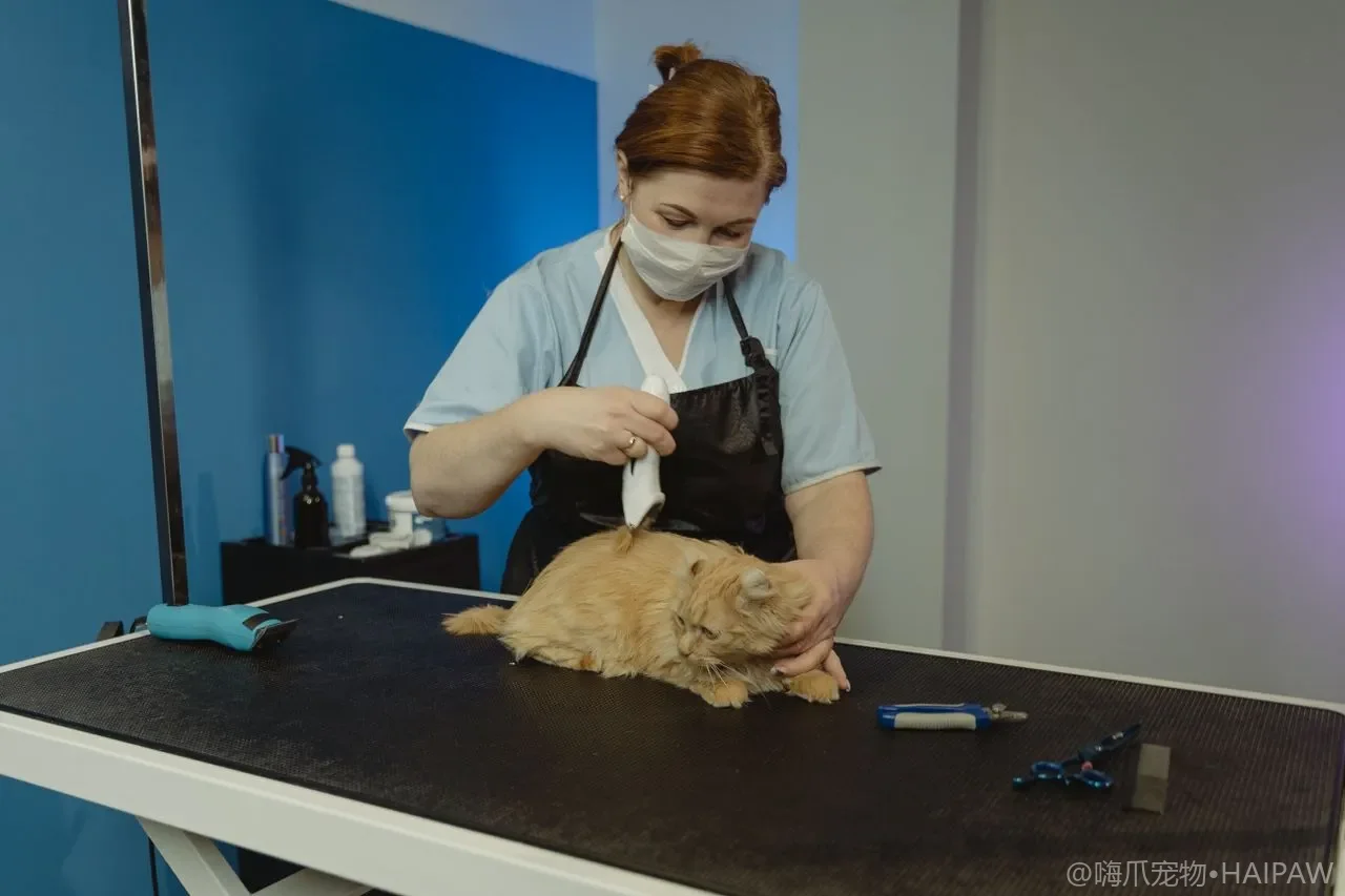 猫突然拒绝进猫砂盆怎么办？从盆具不适到健康排查的应对清单