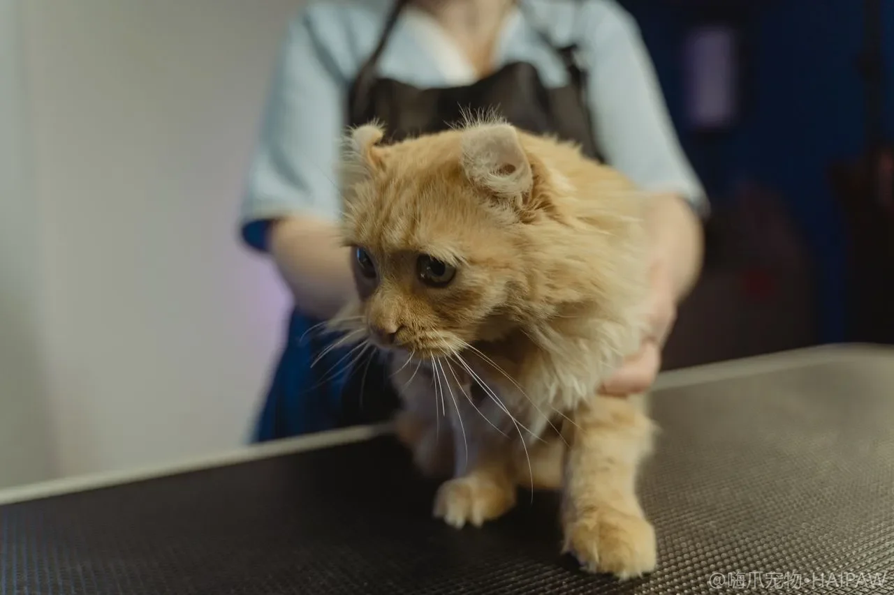 猫上完厕所为什么非要埋？埋与不埋背后的本能习惯与排泄健康信号