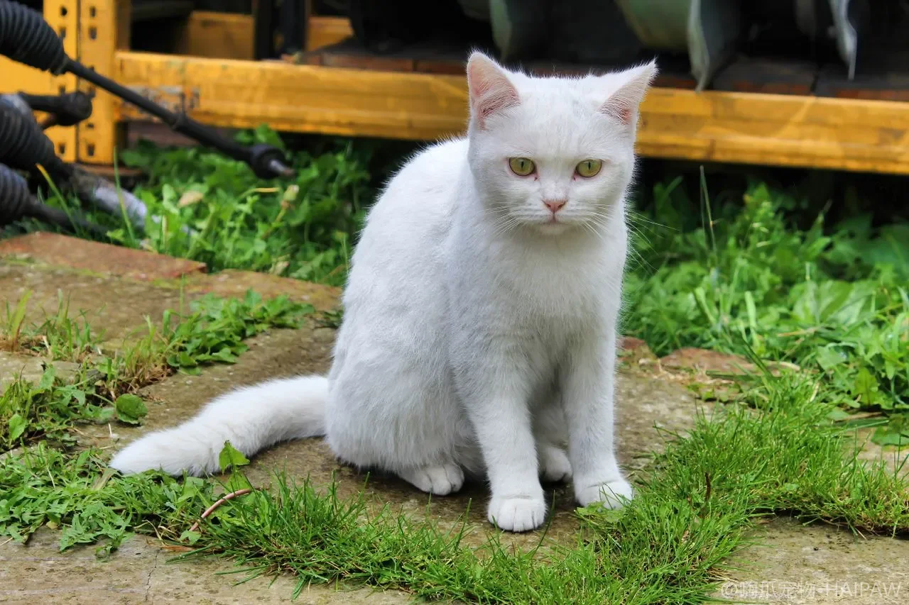 猫突然拒绝进猫砂盆怎么办？从盆具不适到健康排查的应对清单