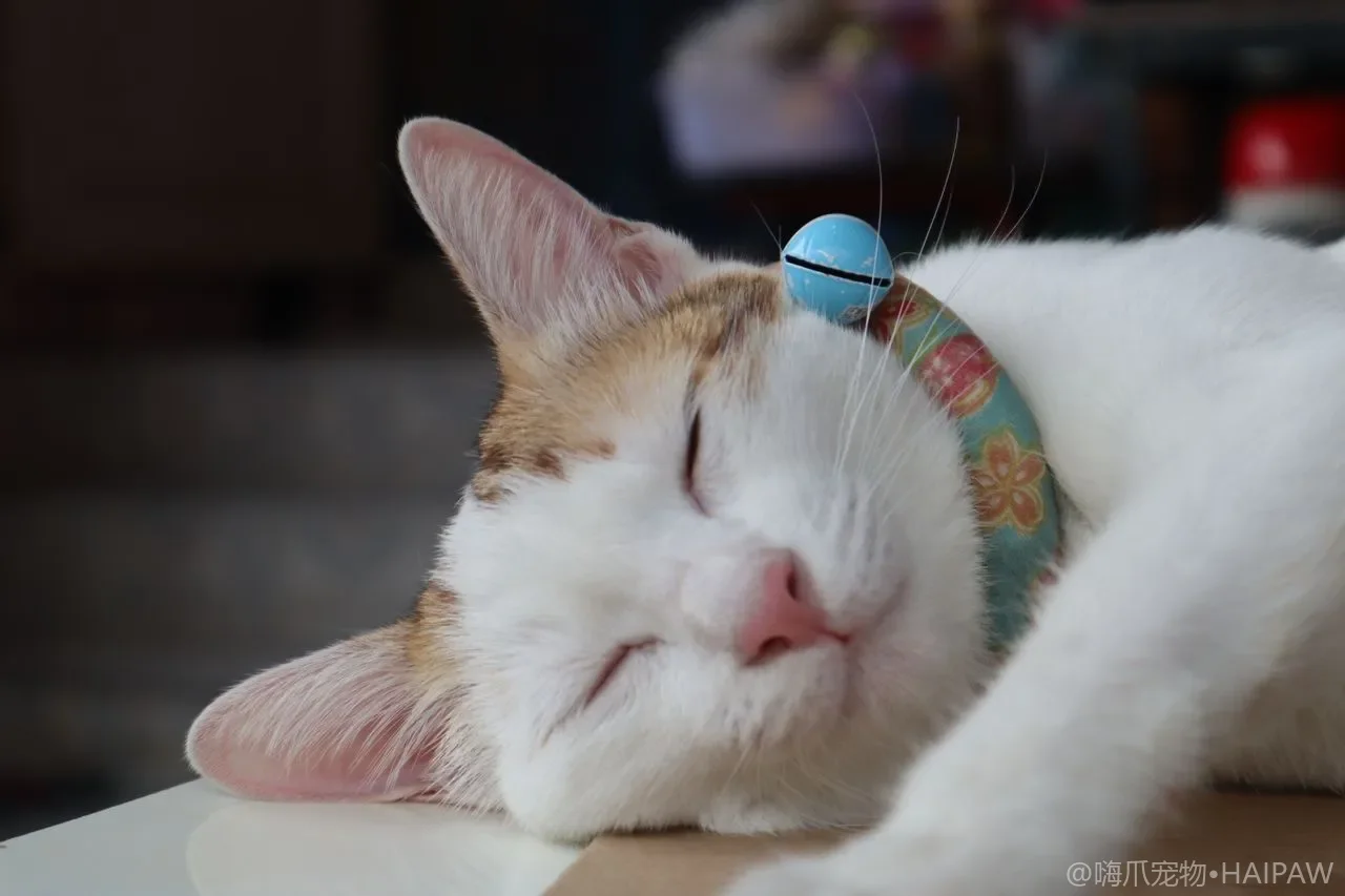 猫砂盆选封闭式还是敞开式？两种盆型优缺点、猫咪接受度与选购决策全对比