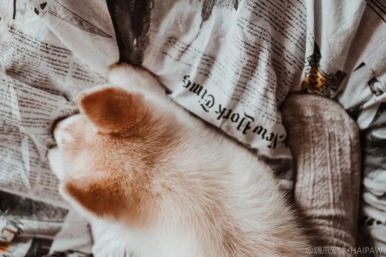猫砂被带得满屋都是怎么办？防带砂的猫砂盆改造与落脚清洁