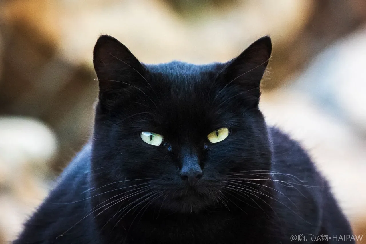 接回家的成年流浪猫不会用猫砂盆怎么教？从零建立如厕习惯的完整训练方案