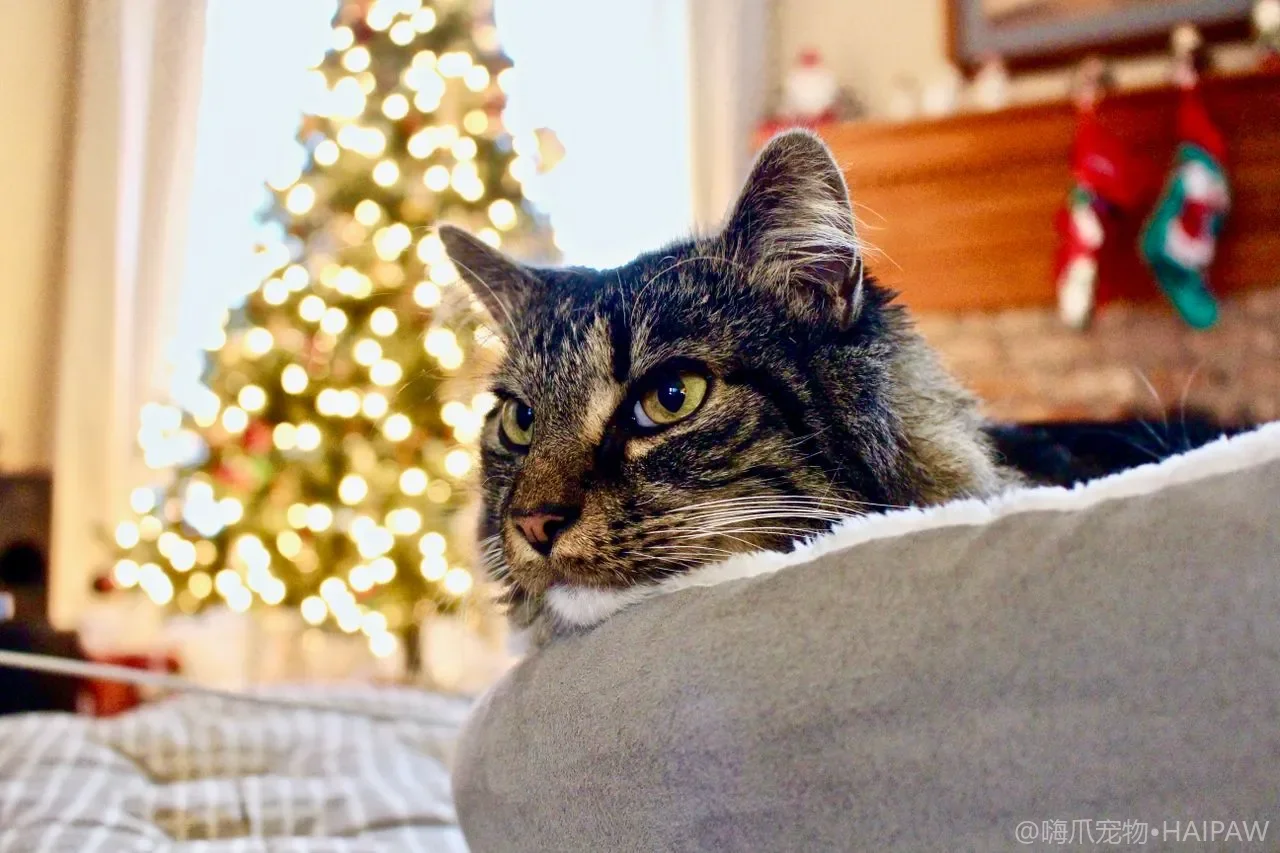 多猫家庭一只猫被孤立排挤怎么办？从群体排斥看弱势猫的保护与资源补足