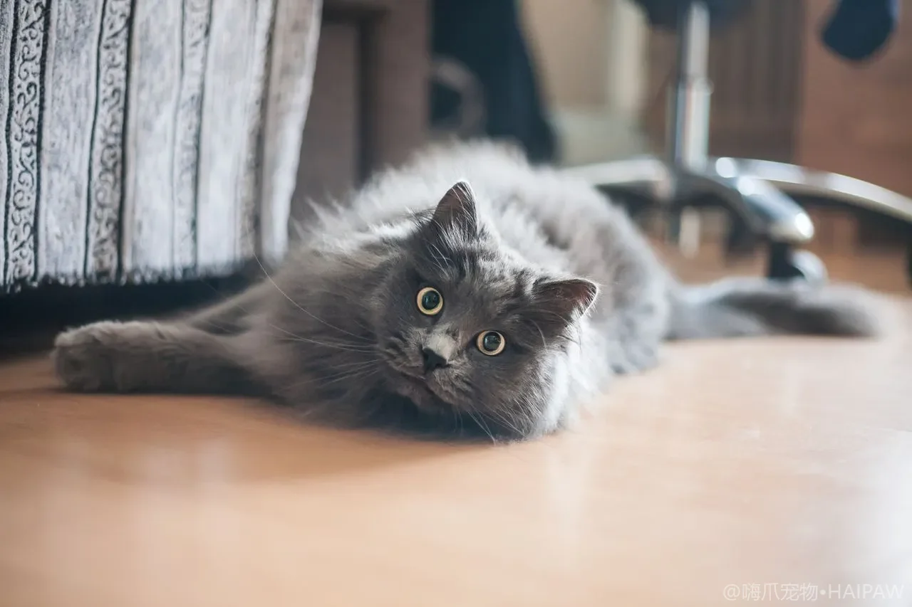 多猫家庭一只猫住院另一只为何焦虑？同伴分离带来的群体应激与留守猫安抚方法