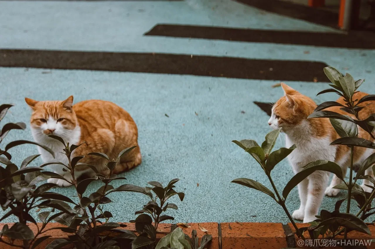 多猫家庭里猫咪到处乱尿是在占地盘吗？从领地标记行为看冲突根源与化解方法